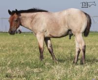 Roany Saltita's 2017 Colt